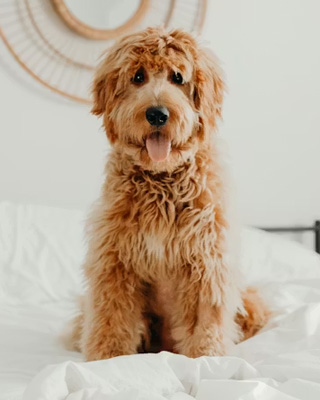 Before pet portrait example 1